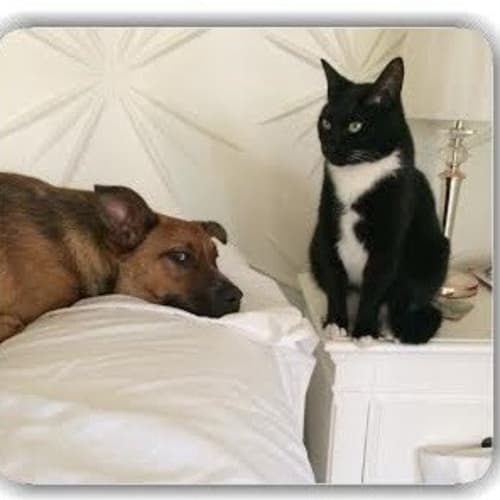 Rin *** cat and dog friendly