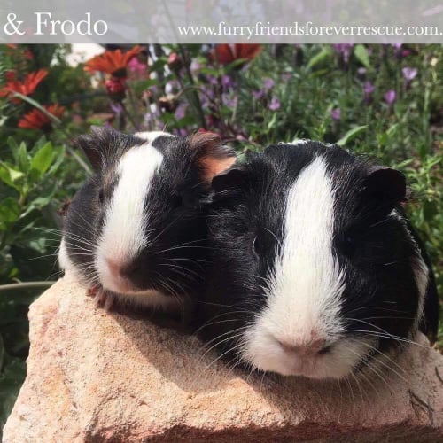 Pixie & Frodo