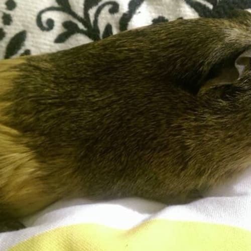 Miss Piggy & Ripples - Female & Desexed Male