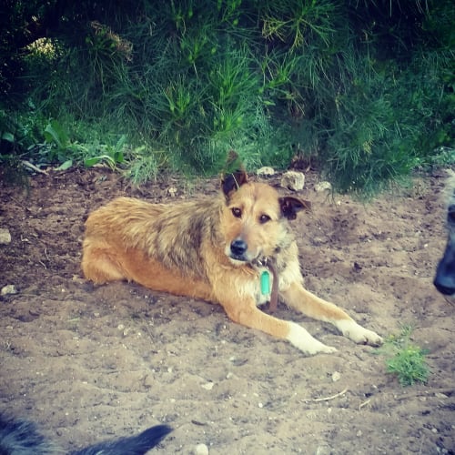 Gypsy **Adopted**