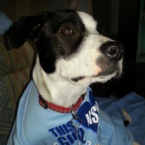 Socks (adoption pending)