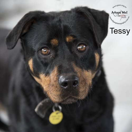Tessy ID33535