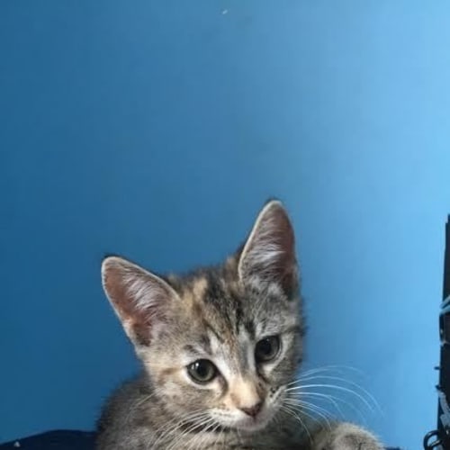 Cersei