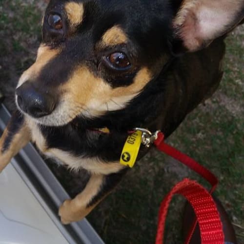 Diesel (Applications Closed)