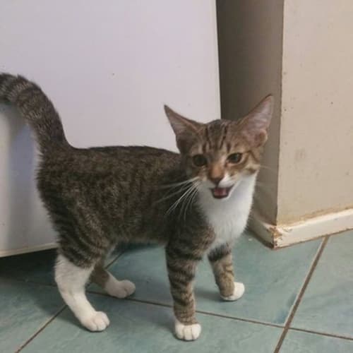 Timmy @ The Pet House, Tuggerah
