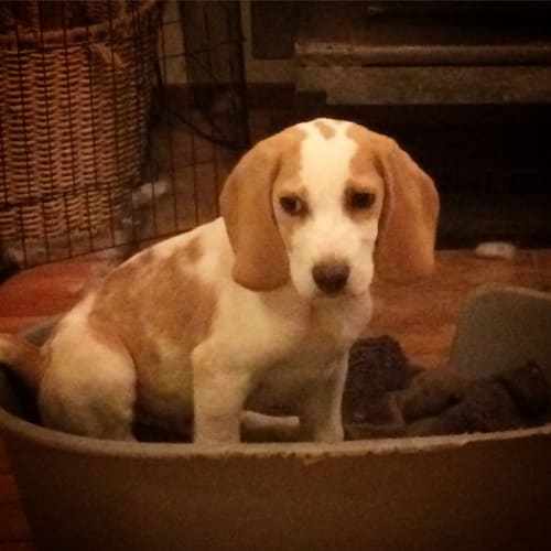 Monty