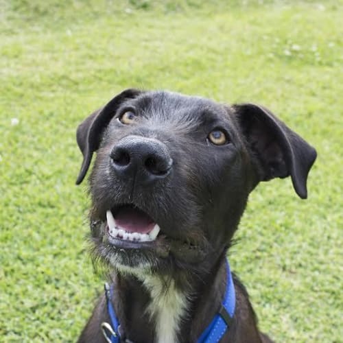 Whiskey ~ Wolfhound x (On Trial 25/11/16)