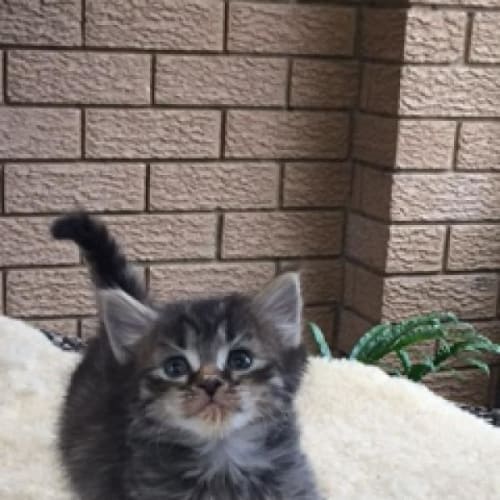 Darcy