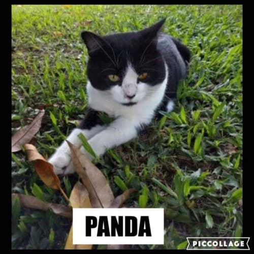 Panda