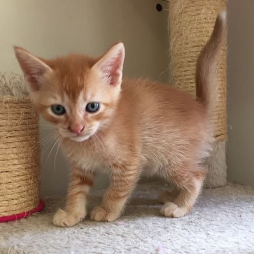 Paddy @ The Pet House, Erina