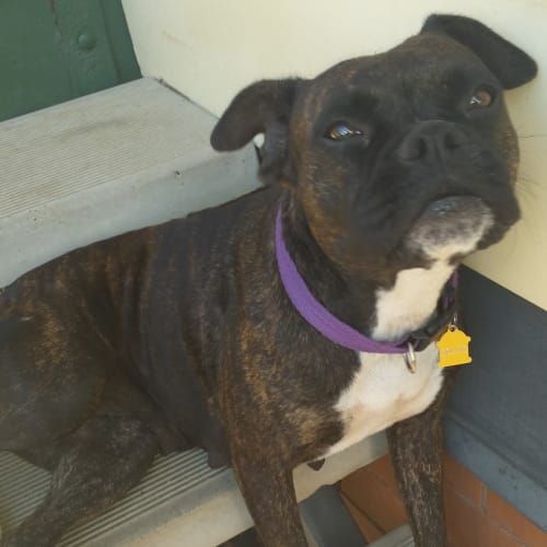 Hollie *Adoption Pending*