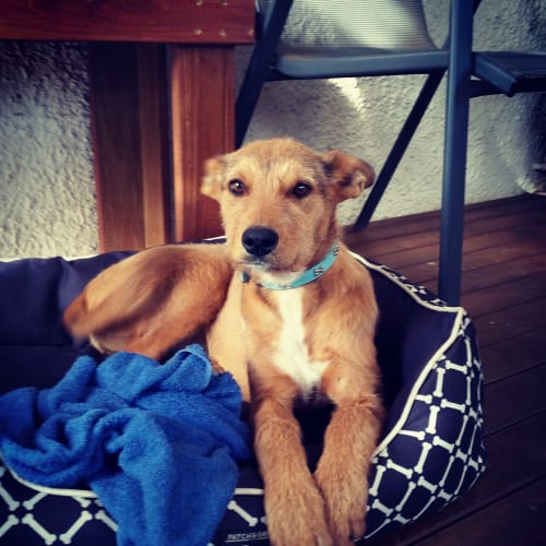 Honey **Adopted**