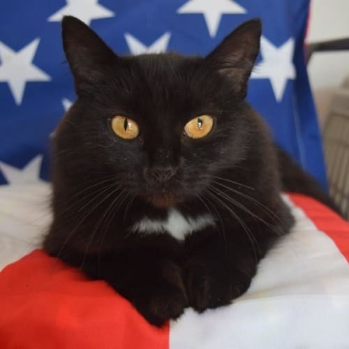 Tink **2nd Chance Cat Rescue**