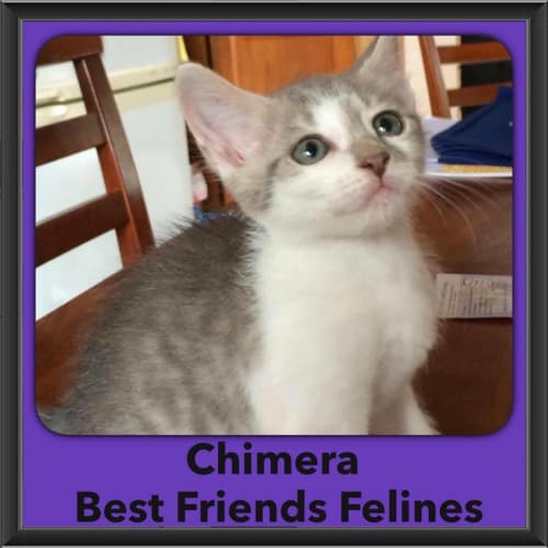 Chimera 