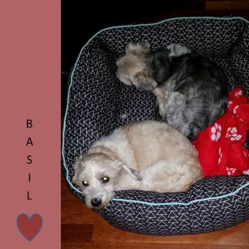 Pebbles and Basil