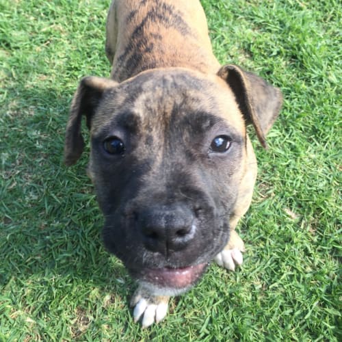 Gracie...cute, lovable & cheeky
