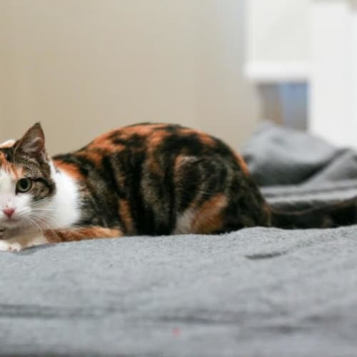 Pebbles
