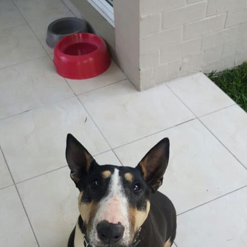 Zena