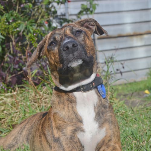 Maisie ~ Mastiff x Whippet ~ On Trial 24/11/16