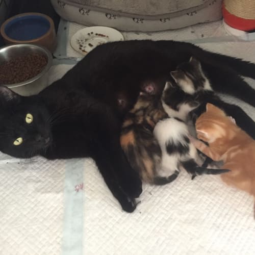 Halo (Child/Cat Friendly)