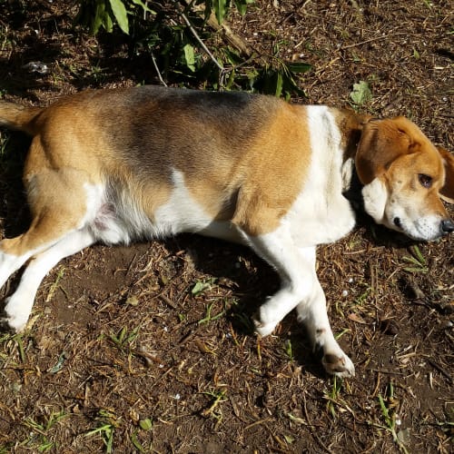 Charlie the lovable Beagle