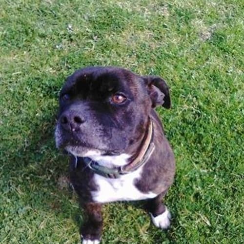 Bruiser ~ Staffy, Senior boy