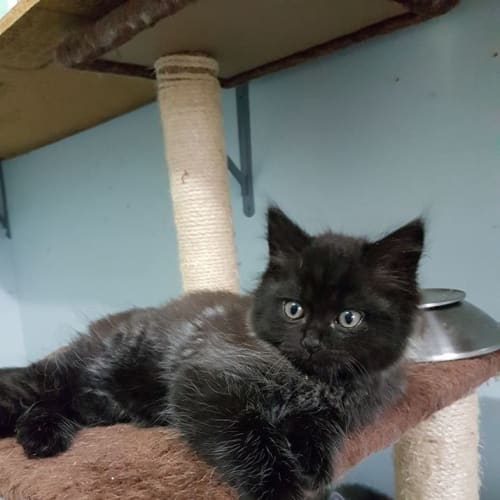 Oliver