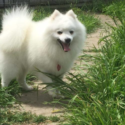 Xiao Bai (Little White)