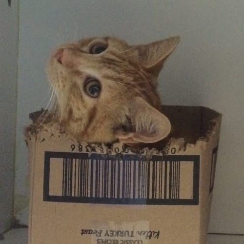 Marmalade