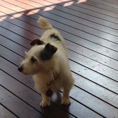 Jackster good with dogs and cats