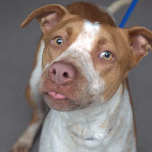 No photo for Gorgeous Georgie (Canterbury Pound)