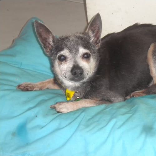 Digger  (adoption pending)