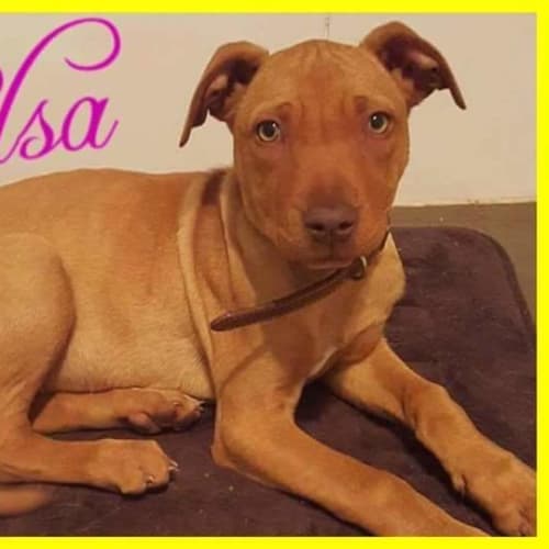 No photo for Elsa ** Smartest Angel Girl **