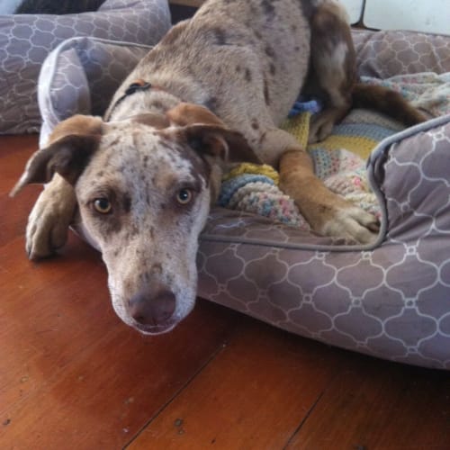 Mauty the handsome (assisted rehoming)