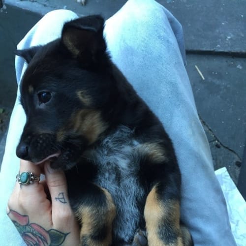 No photo for Foxie ** A Rottweiler Mix Pup **