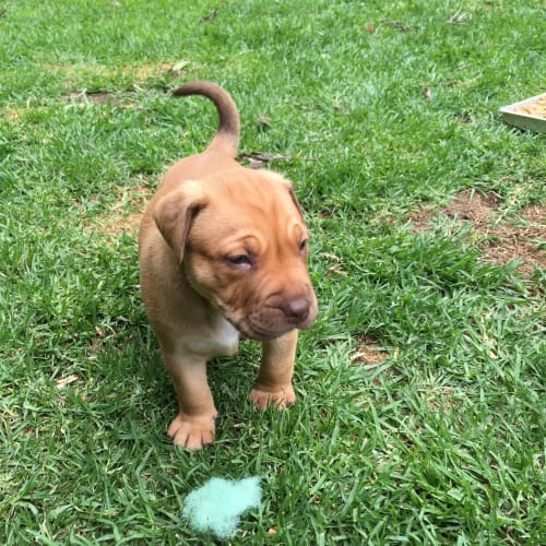 Beau