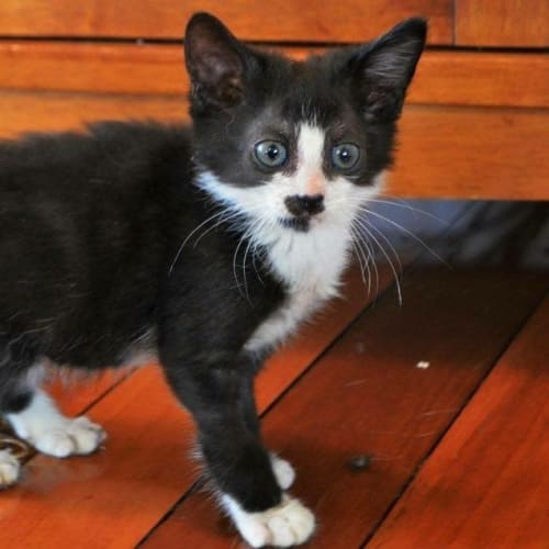 Mittens 