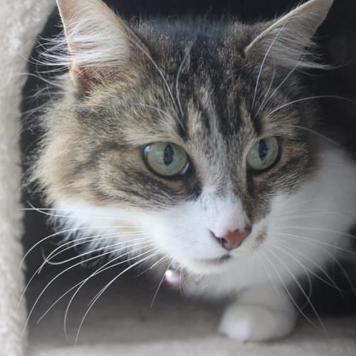 Skye