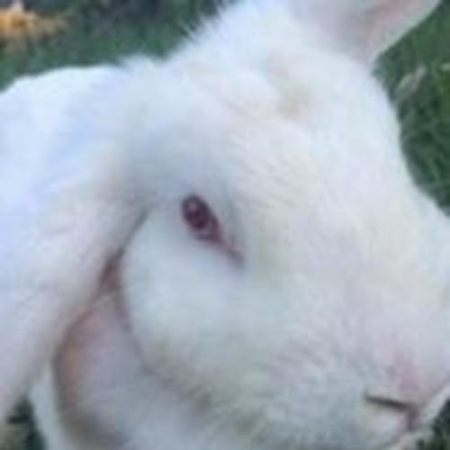 Georgie
