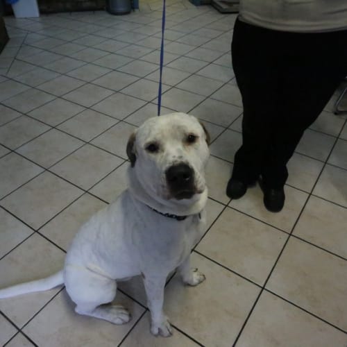 Bruce (Canterbury Pound)