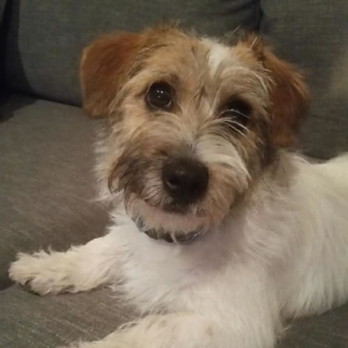 Rosie (Child/Dog Friendly)