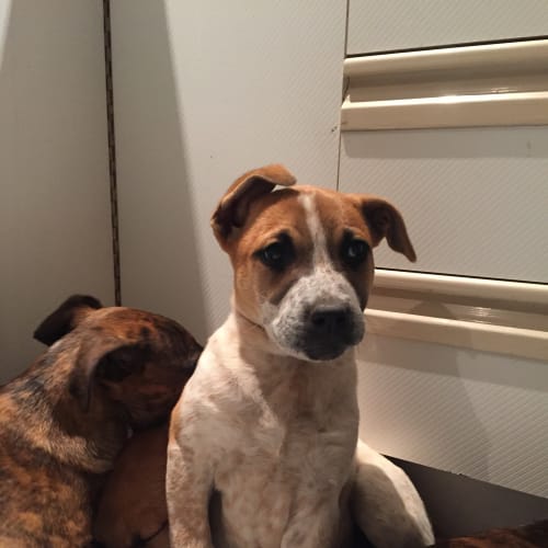 Tillie - great with kids, cats and dogs!