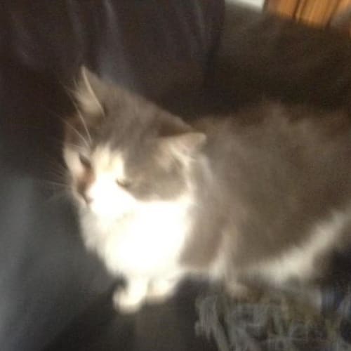 Penni *Reduced adoption fee*