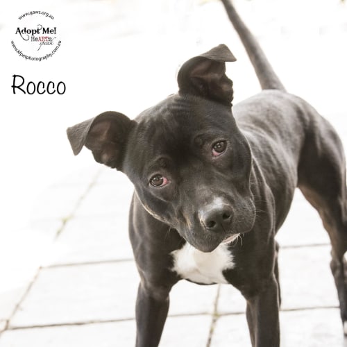 Rocco ID32252