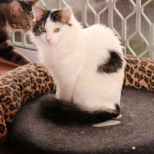 Fern ** 2nd Chance Cat Rescue**