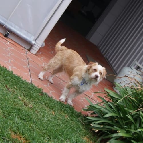 Ronny ~ Terrier x Shih Tzu (On Trial 11/11/16)