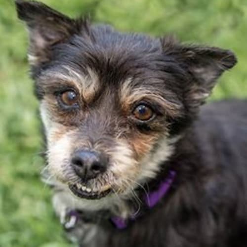 Maddie. Cat, dog and people friendly