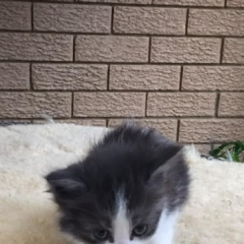 Sabrina