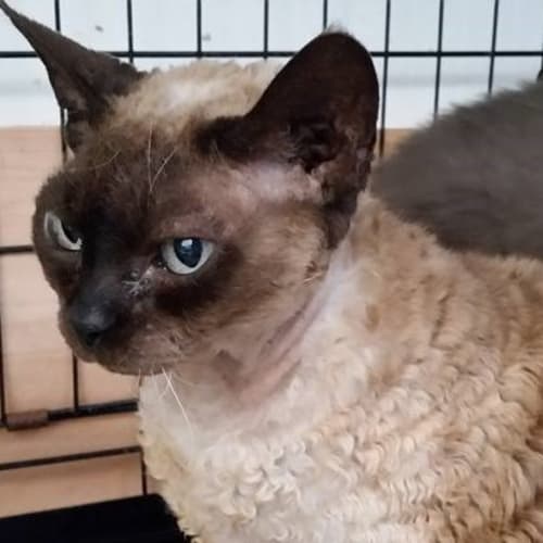 Milly - Adoption Pending
