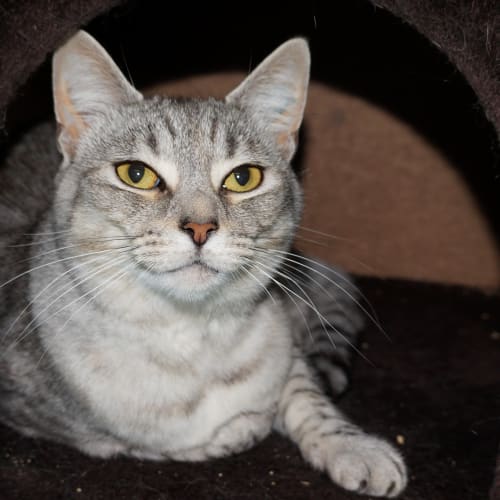 Mia Cat
